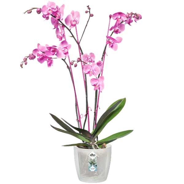 Elho Brussels Orchid Transparent 16cm Flower Pot