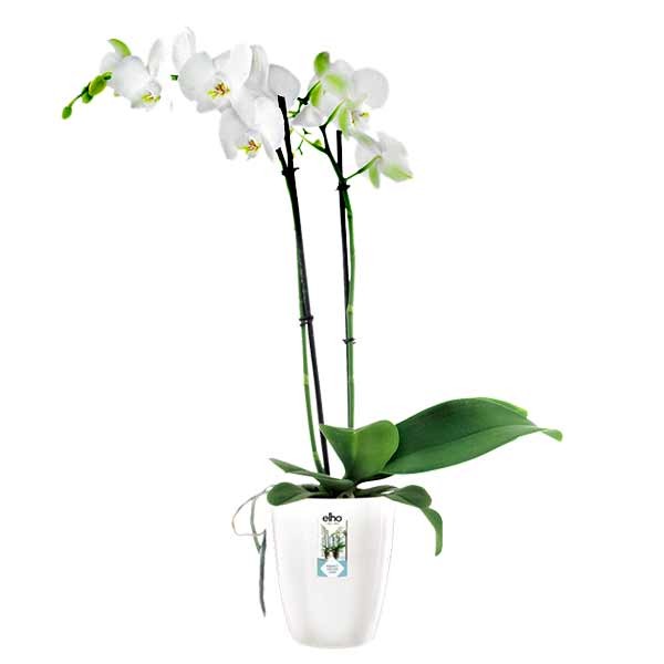 Elho Brussels Diamond Orchid High White 13cm Flower Pot