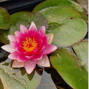 Waterplant Pond Established Water Lily 30 Litre (Mother Plant) Assorted Species