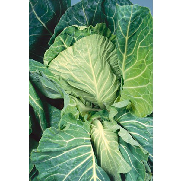 Unwins Cabbage Dutchman F1 Seeds