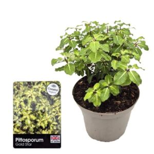 Pittosporum tenuifolium "Gold Star" (tawhiwhi "Gold Star") 3 Litre Pot