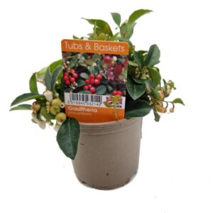 Checkerberry V11 Pot (Gaultheria procumbens)