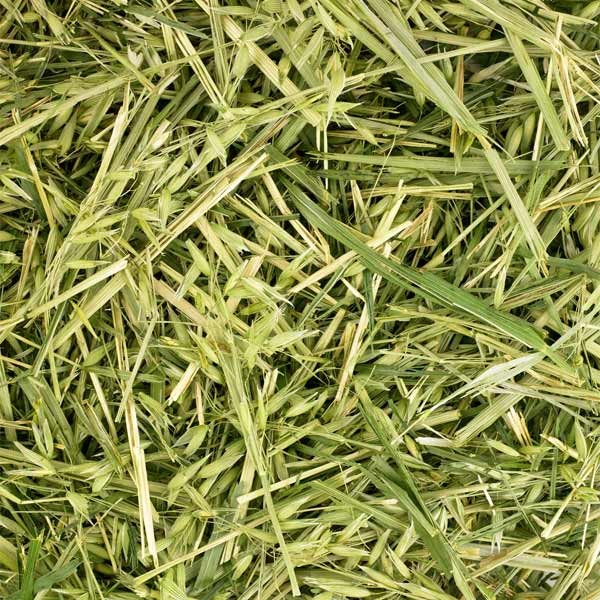 Friendly Green Oat ReadiGrass 1kg