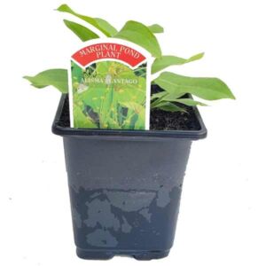 Waterplant Marginal Water Plantain (Alisma plantago) 9cm Pot