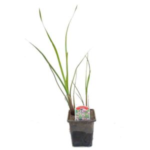 Waterplant Marginal Flowering Rush (Butomus umbellatus) 9cm Pot