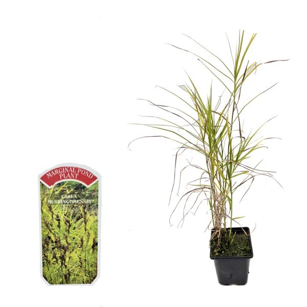 Waterplant Marginal Palm Sedge (Carex muskingumensis) 9cm Pot