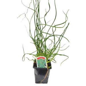 Waterplant Marginal Corkscrew Rush (Juncus effusus spiralis) 9cm Pot