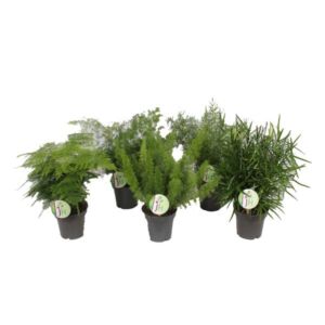 Asparagus Fern Assorted