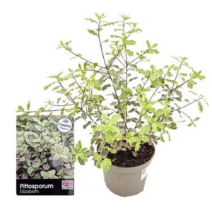 Pittosporum tenuifolium "Elizabeth" (tawhiwhi "Elizabeth") 3 Litre Pot