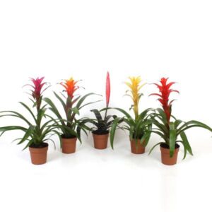 Bromelia Assorted Plants