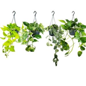 Epiprenmum Assorted Hanging Pot