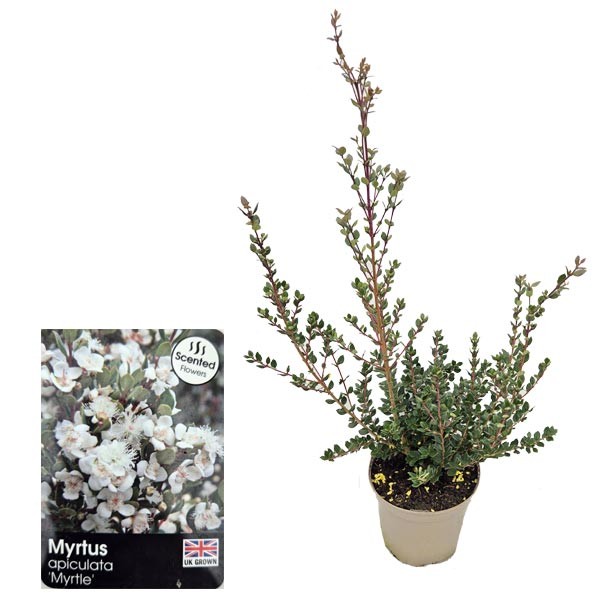 Myrtus apiculata (Orange-barked Myrtle) 3 Litre Pot