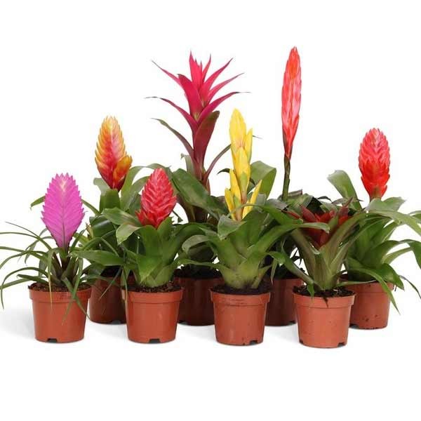 Bromelia Medium Assorted Plants