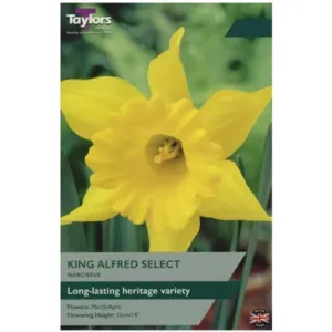 Taylors Bulbs Narcissus King Alfred Select 8 Pack - GB