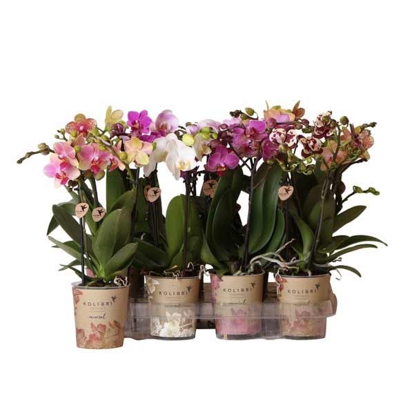 Phalaenopsis Little Kolibri in Decco Pot