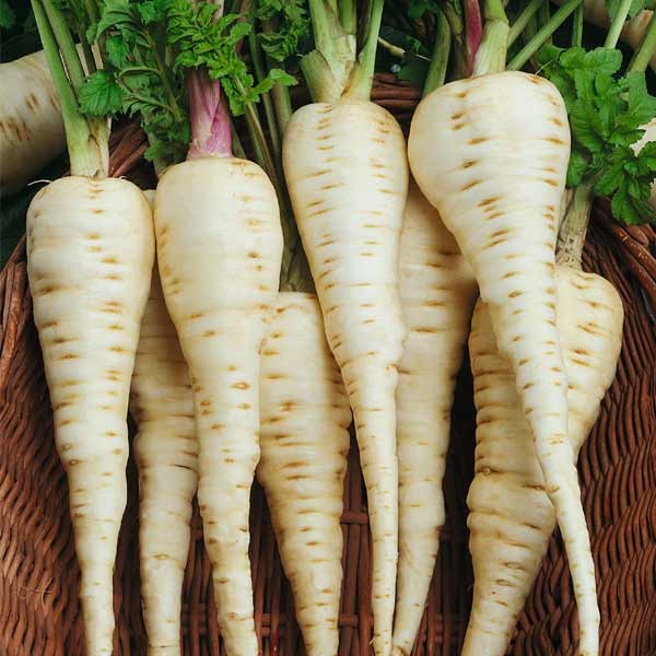 Unwins Parsnip Gladiator F1 Seeds