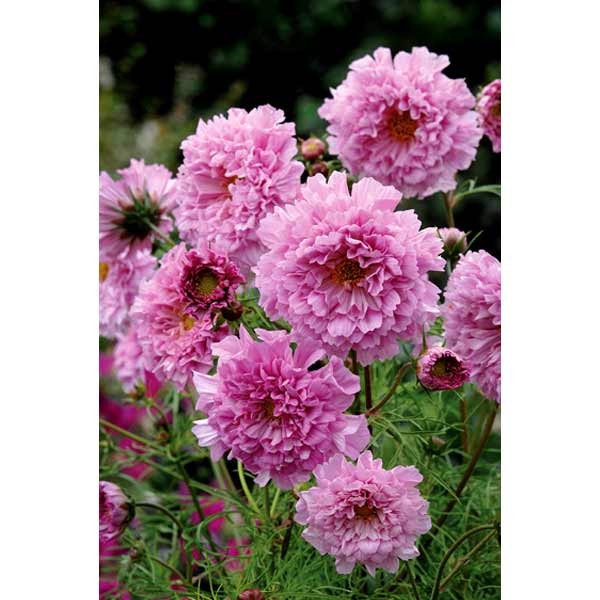 Unwins Cosmos Double Click Rose Bon Bon Seeds