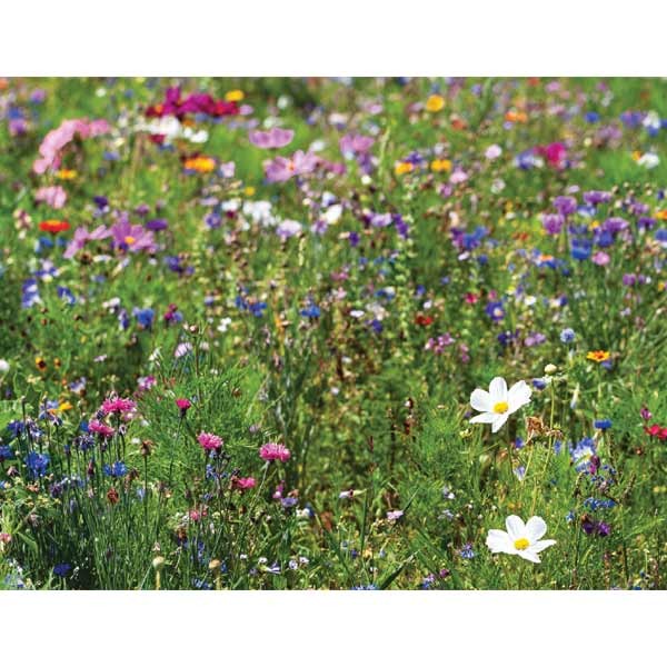 Unwins Nature's Haven Flower Biodiversity Mix Seeds