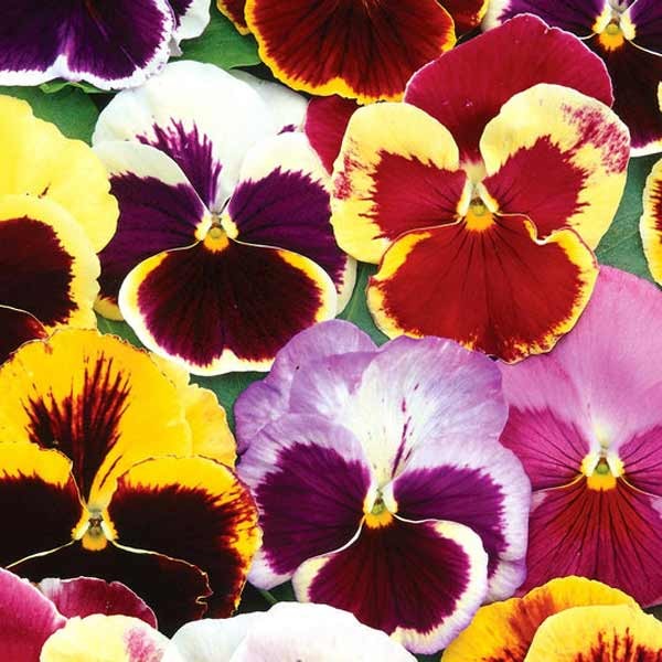 Unwins Pansy Swiss Giants Mix Seeds