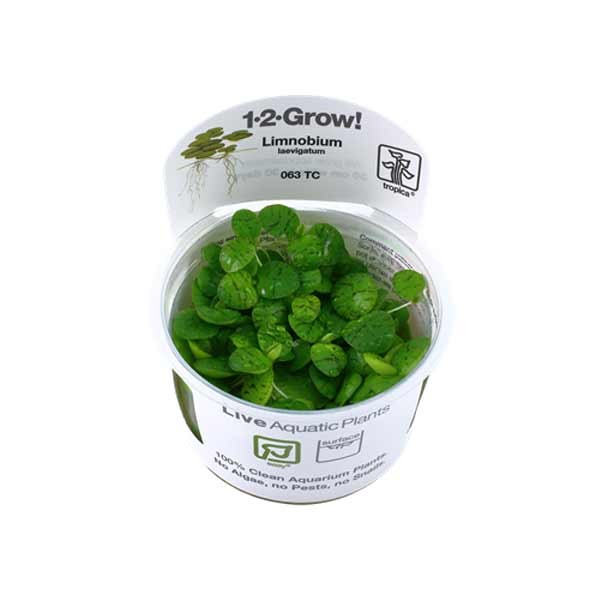 Tropica 1-2-Grow! Limnobium laevigatum Floating plant Pot