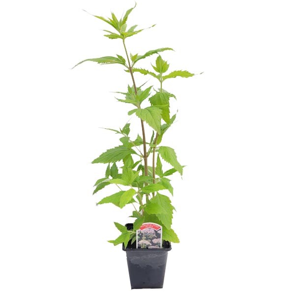 Waterplant Marginal Hemp Agrimony (Eupatorium cannabinum) 9cm Pot