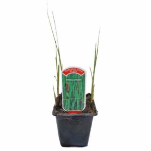 Waterplant Marginal Slender Reedmace (Typha laxanii) 9cm Pot