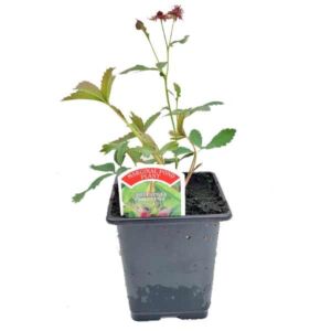 Waterplant Marginal Marsh Cinquefoil (Potentilla palustris) 9cm Pot