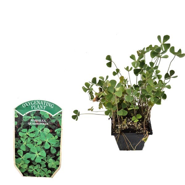 Waterplant Oxygenator Four-Leafed Clover (Marsilea quadrifolia) 1 Litre