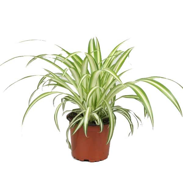 Spider Plant (Chlorophytum variegatum)