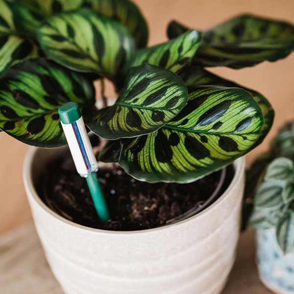 Westland Houseplant Watering Indicator