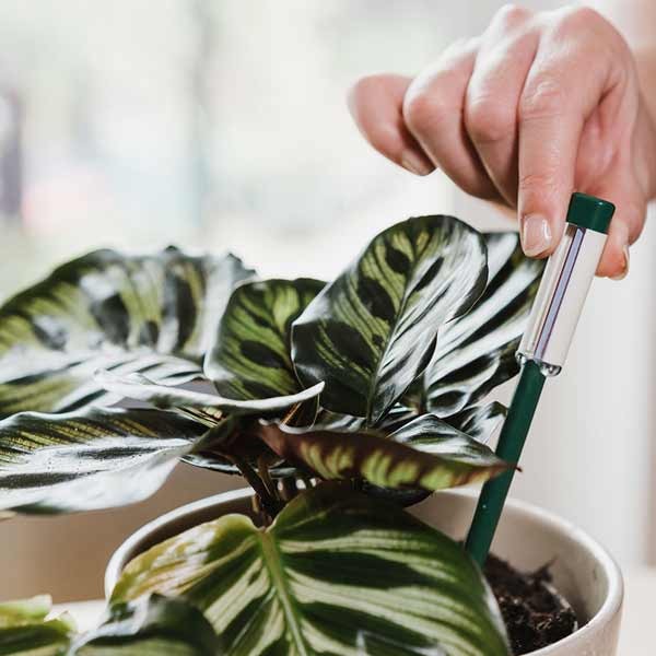 Westland Houseplant Watering Indicator