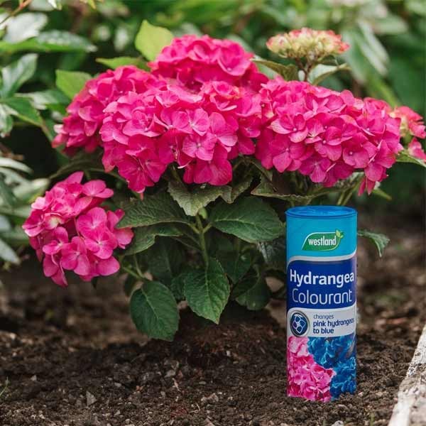 Westland Hydrangea Colourant 500g