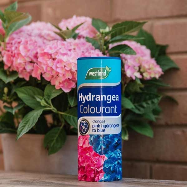 Westland Hydrangea Colourant 500g