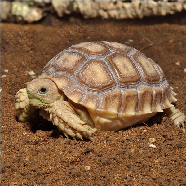 Habistat Tortoise Bedding 10 Litres