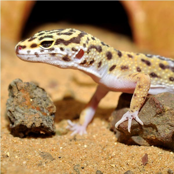 Habistat Leopard Gecko Bedding 10kg