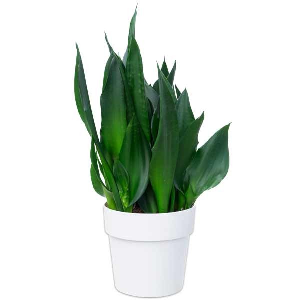 Elho B.for Original Round White Mini 7cm Flower Pot