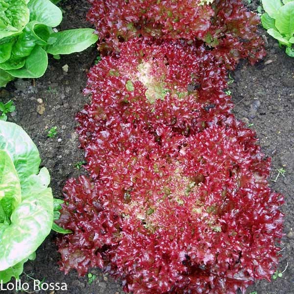 Unwins Lettuce All Sorts Mix Seeds