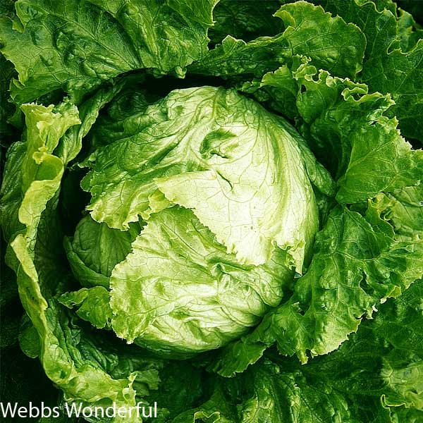 Unwins Lettuce All Sorts Mix Seeds