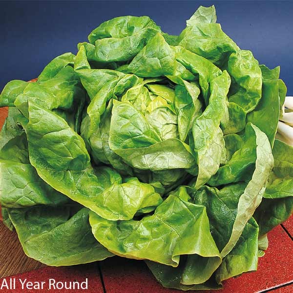 Unwins Lettuce All Sorts Mix Seeds