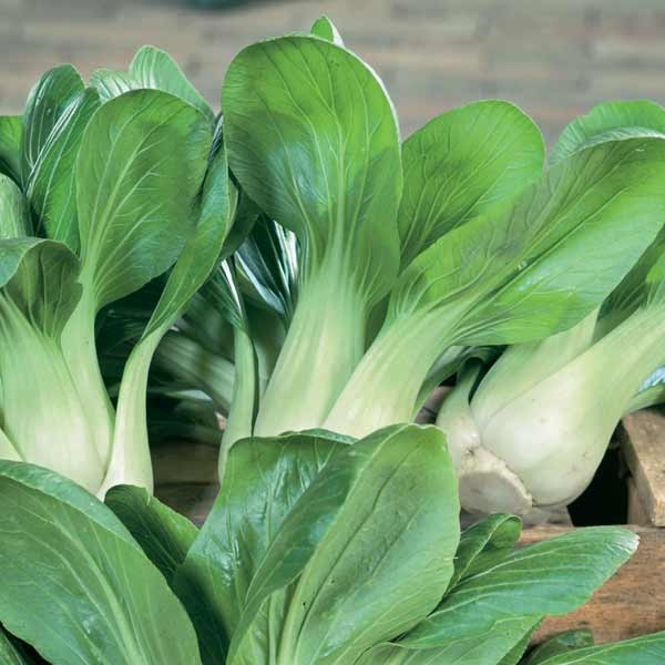 Unwins Pak Choi Canton White Seeds