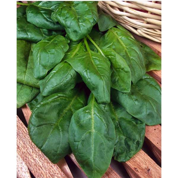 Unwins Spinach Beet Perpetual Seeds