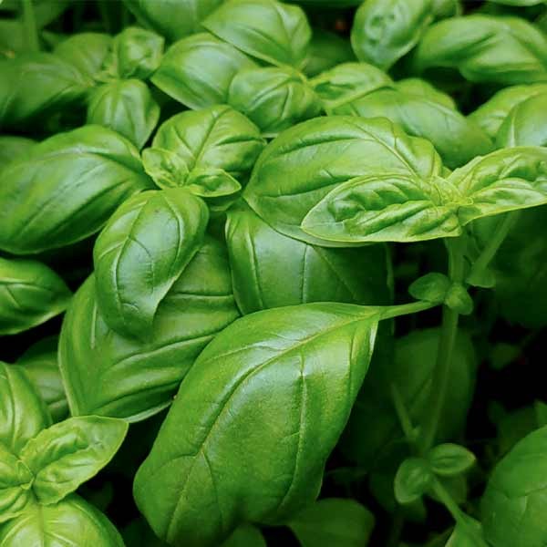 Unwins Herb Basil Sweet Green Seeds