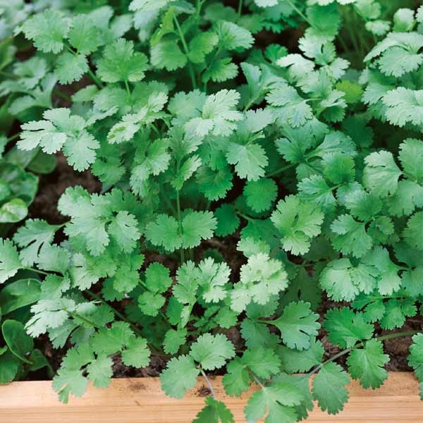 Unwins Fine Leaved Coriander Seeds