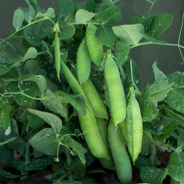 Unwins Early Pea Half Pint Seeds