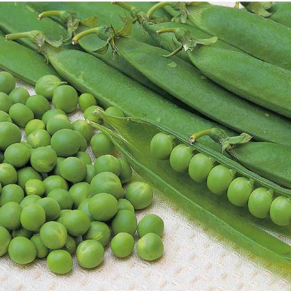 Unwins Pea Kelvedon Wonder (Early) Seeds