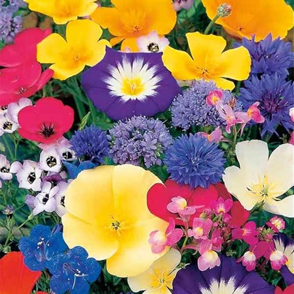 Unwins Annual Flowers Dwarf Mix Seeds