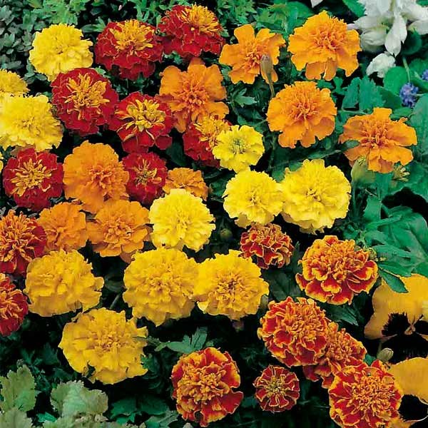 Unwins Marigold French Marionette Mix Seeds