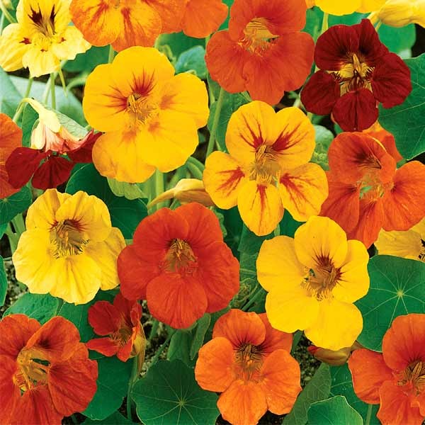 Unwins Nasturtium Maharajah Mix Seeds