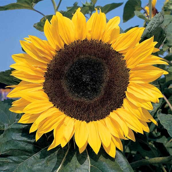 Unwins Sunflower Giant Single Seeds