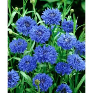 Unwins Nature's Haven Wildflower Cornflower Seeds